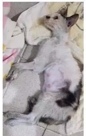 母猫刚生完外出觅食被打到颈椎断裂，闻小猫声仍努力爬起