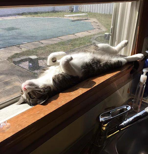 天冷了，喵星人开始寻找温暖