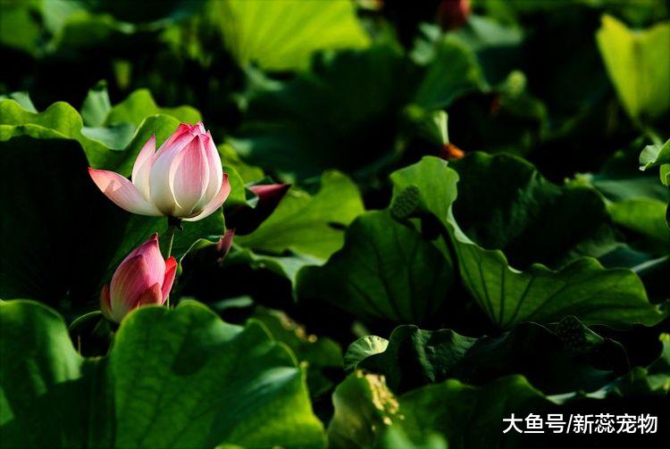 长得好看，活得更漂亮的3大生肖女，年龄再大都喜欢打扮自己