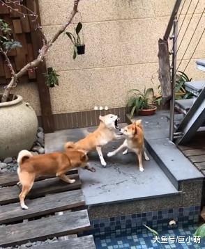 两只狗狗为了骨头打架，回头发现骨头不见愣住，骨头哪儿去了？