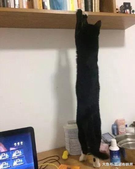 有的猫，养着养着，就变成了一条条……