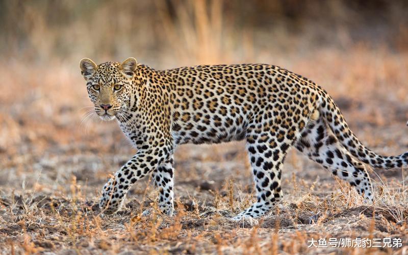 这种长相丑陋的猫科动物被称为“花豹之子”, 它常伴在花豹左右