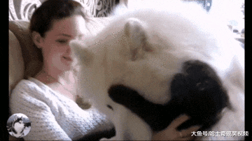 女主人领养了只黑猫，结果大白狗不开心了，狗：还敢带回家