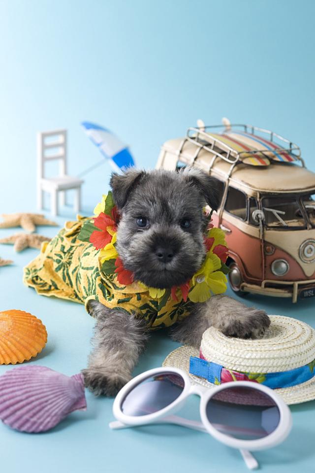 带狗狗坐车，这些行为很危险！但很多铲屎官却还在做