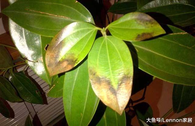 植物的叶子老是发黄，学会这3个小妙招，不用3天就绿油油