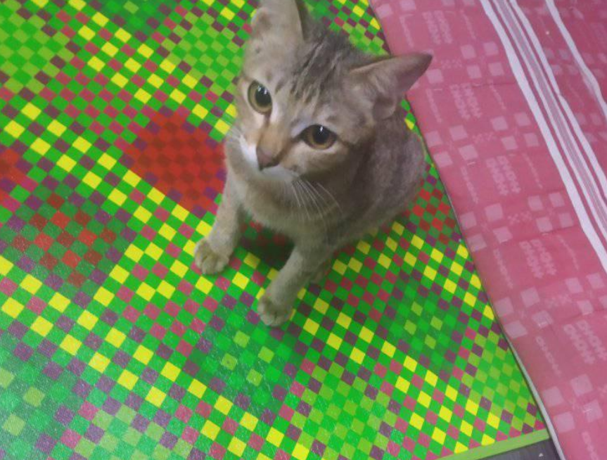 猫咪咬坏了主人的耳机线，它叼回一条蛇做补偿，猫：不也是线吗？