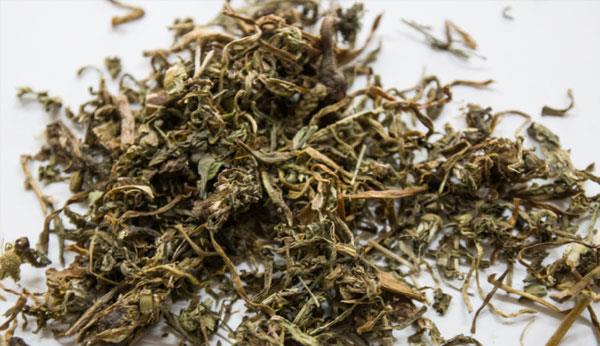 经常服用蒲公英泡水，身体会收获多个好处，但有类人除外