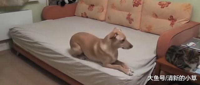男子上班想念家里的狗狗，观看监控后，一下子不淡定了！