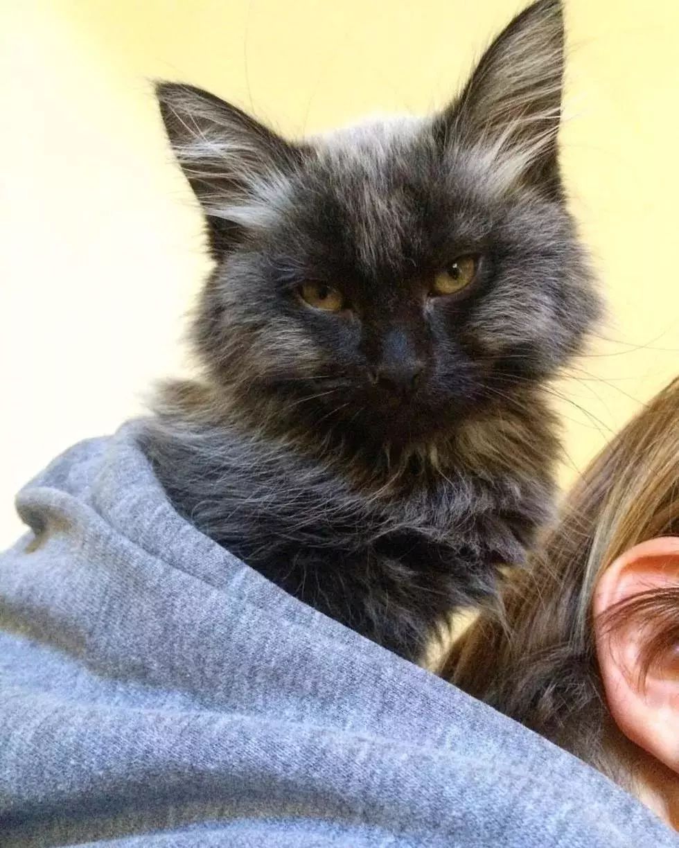 因为特殊的毛色才领养了它，谁知渐渐变的。。