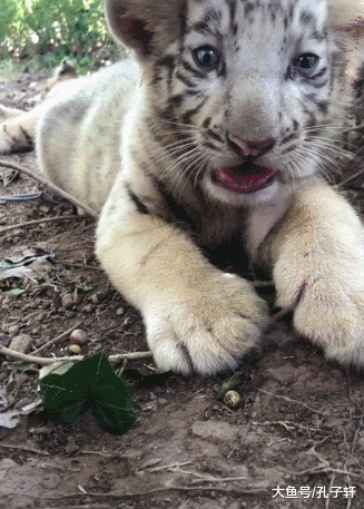 小老虎被游客抚摸，温顺乖巧，结果老虎的反应吓退路人！