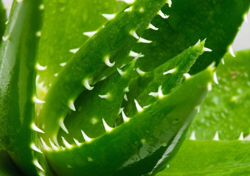 建议大家所施的肥料以有机肥为主，注意所有的有机肥都需发酵后再使用，防止出现烧根问题