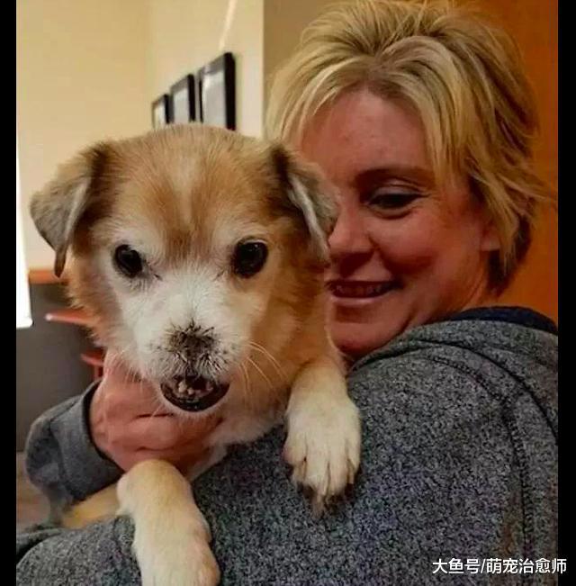 狗狗遭流浪狗欺负失去了鼻子, 然而它天生坚强, 终收获自己的幸福