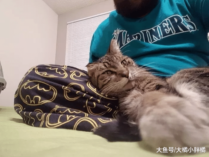 野猫在严寒中获救，被救时一直恐吓恩人，结果当晚就跟别人一起睡