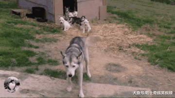 二哈生了7只娃，却常丢下奶狗跑去玩，主人想了个“狠招”