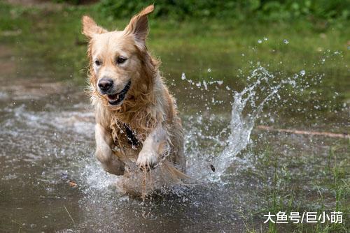 什么是钩端螺旋体病吗？这病跟狗狗有关系吗，我们需要进行预防吗