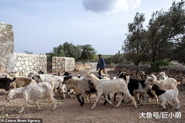 网红景点山羊爬树，游客必去打卡拍照，然而是剥削山羊的骗局