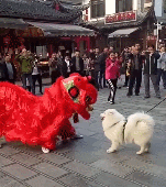 萨摩耶遇见了舞狮队，非要跟人家比划两招，网友：果然是三傻