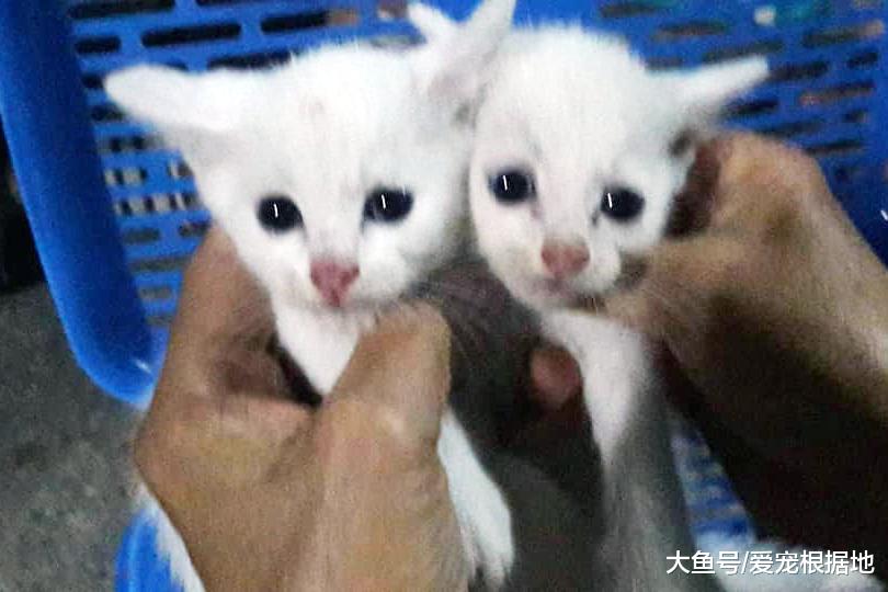 垃圾堆遇到流浪猫在喂奶，走近一看泪目了，原来猫妈妈已去世多时