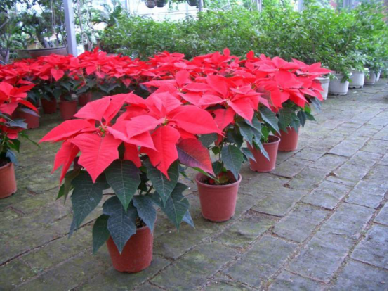 肚子疼是病吗？医生解释：可能是甲醛中毒了，拖久了就会得病