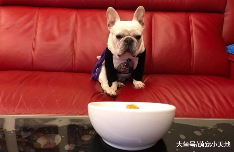 法斗饭前眯眼祷告20分钟，饲主爆背后诡计笑翻网友