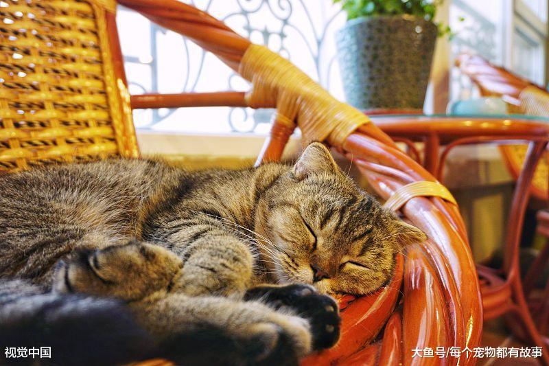 你家的猫咪打呼噜吗？猫咪打呼噜都有哪些原因，你知道几个