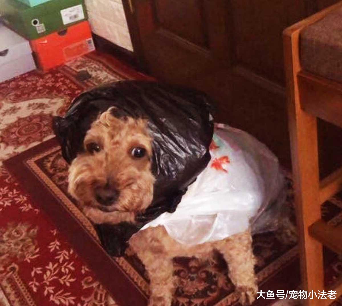 有1种感冒，叫奶奶怕你感冒！狗狗穿上专属“雨衣”后，一脸懵逼