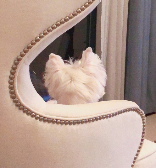 当初看上了宠物的哪个部位? 让你决定带它回家。