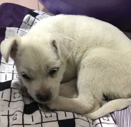 小白狗对路人乞讨，却被踢出几米远，狗狗站起来后懵圈了