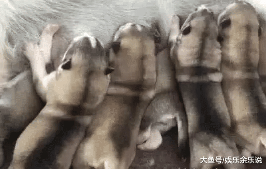 家里二哈生了小宝宝，吃奶的时候发现不对劲，仔细一看，是个媒婆