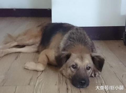 狗妈妈关笼子2年，出笼后傻傻没反应，义工帮它找回快乐