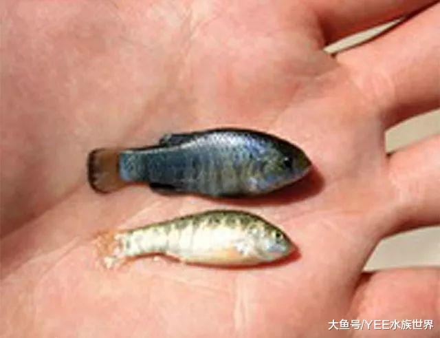 “死亡谷”沙漠里活了5萬年的魚，即使生死由天，也拼命的活下來
