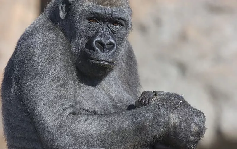 史上最长寿的西部低地大猩猩去世，享年63岁！生前作风很像人类