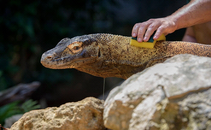 流言终结者，有关动物认知的十大真相