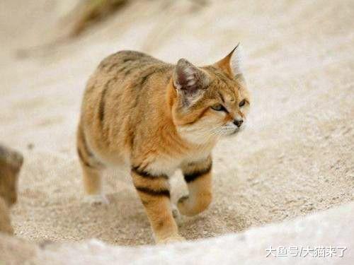 世界上最胆小的猫科动物：天敌太多，每天都精神紧张