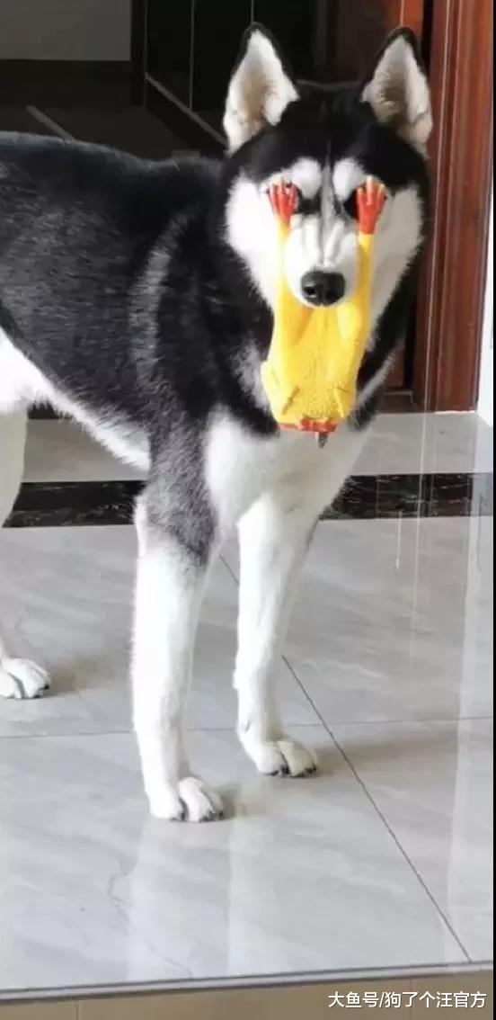 家里的鸡出事了，狗根本没在慌的