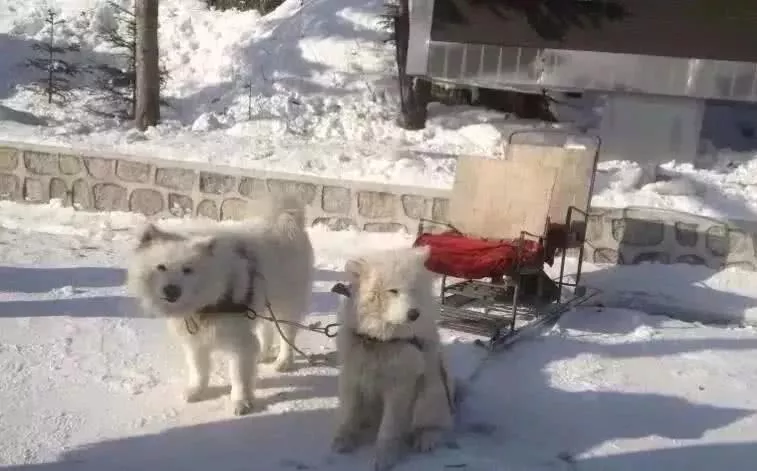 雪橇犬14年间锐减10000，它们到底经历了什么？