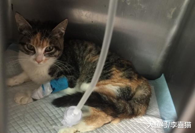 宠物店购猫存有风险，欲挑选健康小猫，三点细节把控不可少