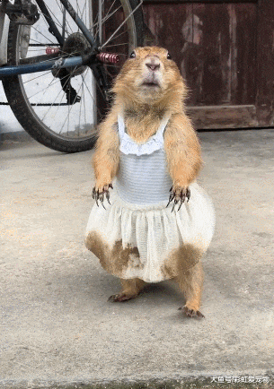 土拨鼠穿上小裙子，瞬间变成小可爱，表情萌翻了