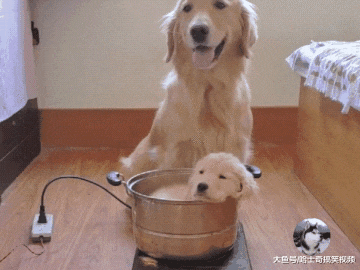 金毛生了个“独生子”，把它当宝一样，为了它还跟主人翻脸