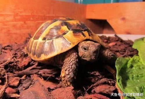 宠物主突发奇想，把乌龟装箱放进冰箱，两个月后主人高兴坏了！
