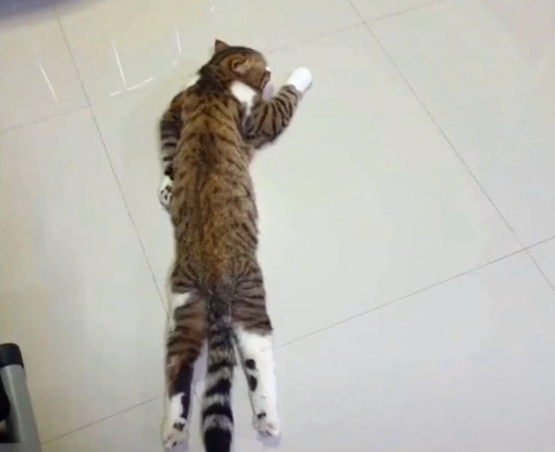 家里开地暖, 猫趴地上一脸享受, 猫: 每一寸肌肤都要感受到温暖…