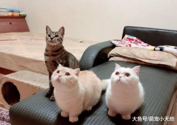 爱猫装病！主人气花几百元照出肚子3粒屎， 网友拆穿：来看美医生