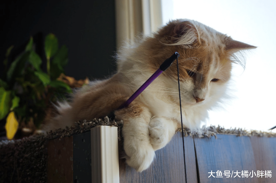 “养猫很轻松”是真的吗？这3件事情比养狗轻松，却也少不了麻烦