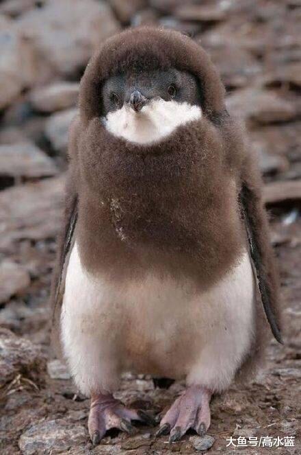 企鹅换毛季 像极了裘皮时装展 各种款式的裘皮太美了