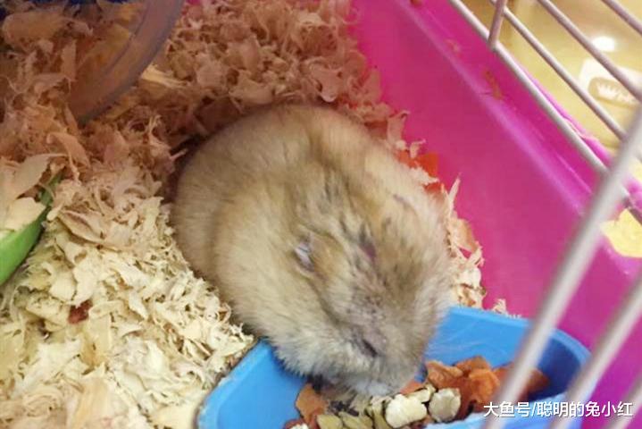 仓鼠想吃蝎子却打不过，转头看上了金龟子，结果让它怀疑鼠生