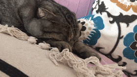 主人用貓咪的爪子撥電話，貓咪配合喵喵叫，貓：喂，小花嗎……