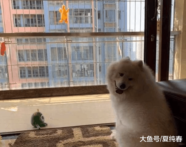 主人把狗子玩具洗了，萨摩耶在阳台等一天，狗子：你居然会上天？