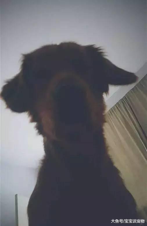 为什么狗狗喜欢在你睡觉的时候盯着你看？这个答案有点小揪心...