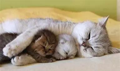 打破猫咪液体传言，这只猫咪方的像豆腐块一样，超规整