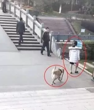 佛系主人放羊式遛狗，大金毛：妈，绳掉了，算了我自己来！